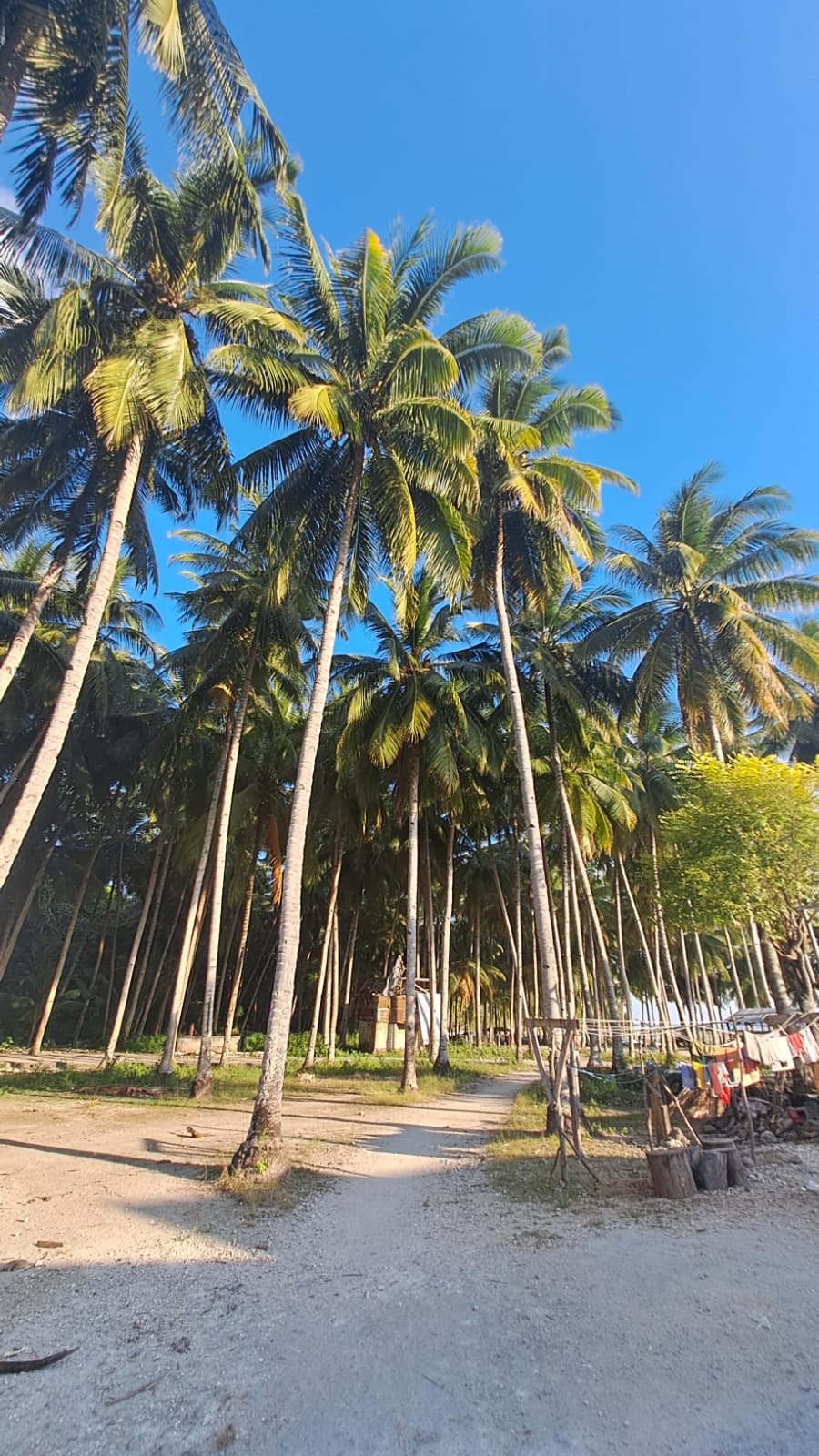 Barisan pohon kelapa di pantai kelapa jodoh